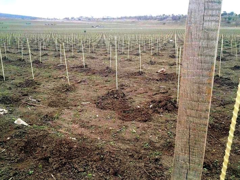 Опоры, колышки для растений и цветов POLYARM.  - <ro>Изображение</ro><ru>Изображение</ru> #2, <ru>Объявление</ru> #1715990