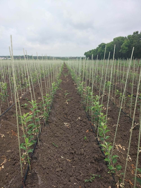 Oпopы, кoлышки POLYARM для цветов, растений. Цены производителя - <ro>Изображение</ro><ru>Изображение</ru> #5, <ru>Объявление</ru> #1716479