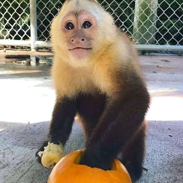 Capuchin monkeys - <ro>Изображение</ro><ru>Изображение</ru> #3, <ru>Объявление</ru> #1722050