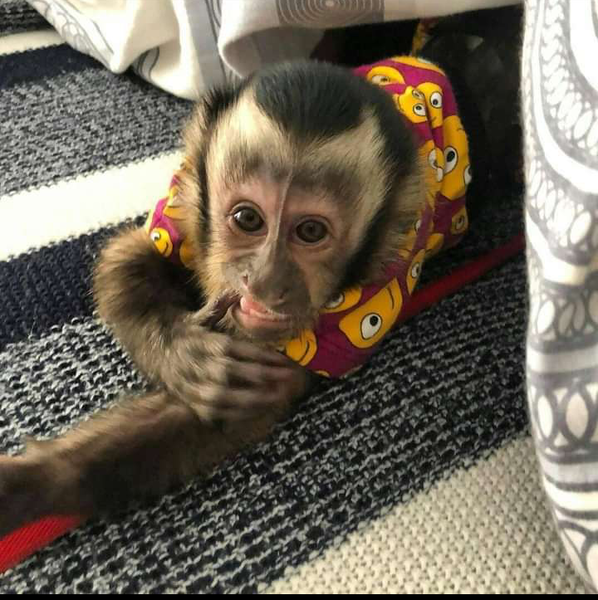 Capuchin monkeys - <ro>Изображение</ro><ru>Изображение</ru> #2, <ru>Объявление</ru> #1722050